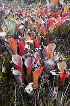 Marsh Pitcher Plant (Heliamphora nutans), Mount Roraima, Venezuela
