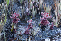 Carnivorous Plant (Drosera roraimae) group, Mount Roraima, Venezuela