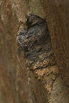 Guianan Cock-of-the-rock (Rupicola rupicola) female on nest, Las Claritas, Venezuela