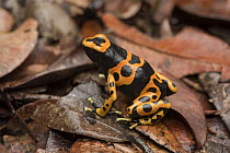 Yellow-banded Poison Dart Frog (Dendrobates leucomelas) on leaf litter, Las Claritas, Venezuela