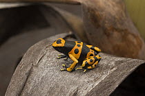 Yellow-banded Poison Dart Frog (Dendrobates leucomelas), Las Claritas, Venezuela
