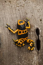 Yellow-banded Poison Dart Frog (Dendrobates leucomelas), Las Claritas, Venezuela