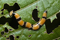 Flatworm on leaf, Malaysia