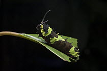 Swallowtail (Papilionidae) caterpillar showing defensive behavior