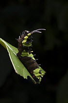 Swallowtail (Papilionidae) caterpillar showing defensive behavior