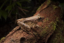 True Frog (Limnonectes sp), Kubah National Park, Sarawak, Malaysia