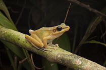 White-lipped Frog (Hylarana raniceps), Kubah National Park, Sarawak, Malaysia