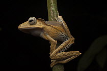 Bornean Eared Frog (Polypedates otilophus), Kubah National Park, Sarawak, Malaysia