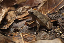Grainy Frog (Kalophrynus sp) camouflaged on leaf litter, Kuching, Sarawak, Malaysia