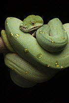 Green Tree Python (Morelia viridis), Jakarta, Indonesia