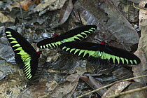 Rajah Brooke's Birdwing (Trogonoptera brookiana) males at a seep where they feed on salts, Gunung Mulu National Park, Sarawak, Malaysia