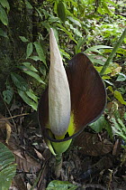 Giant Voodoo Lily (Amorphophallus hewittii) flower, Gunung Mulu National Park, Sarawak, Malaysia