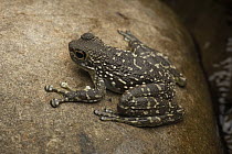 Sabah Splash Frog (Staurois latopalmatus), Gunung Mulu National Park, Sarawak, Malaysia