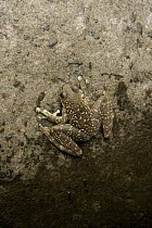 Sabah Splash Frog (Staurois latopalmatus), Gunung Mulu National Park, Sarawak, Malaysia