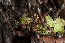 Carpenter Ant (Camponotus sp) group tearing apart a cicada in the rainforest, Gunung Mulu National Park, Sarawak, Malaysia