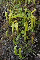 Pitcher Plant (Nepenthes chaniana), Mount Murud, Sarawak, Malaysia
