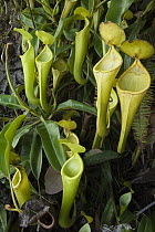 Pitcher Plant (Nepenthes chaniana), Mount Murud, Sarawak, Malaysia