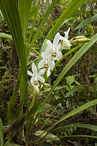 Orchid (Coelogyne hirtella) flowering, Mount Murud, Sarawak, Malaysia