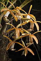 Orchid (Coelogyne radioferens) flowers, Mount Murud, Sarawak, Malaysia