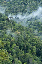 Lowland rainforest on Mount Murud, Sarawak, Malaysia