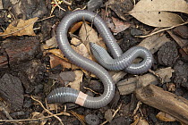 Kinabalu Giant Earthworm (Pheretima darnliensis), Kinabalu National Park, Borneo, Malaysia