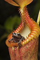 Shrub Frog (Philautus sp) emerging from shelter in Pitcher Plant (Nepenthes harryana) in montane forest, Mount Kinabalu, Kinabalu National Park, Borneo, Malaysia