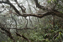 Upper montane forest on Mount Kinabalu, Kinabalu National Park, Borneo, Malaysia