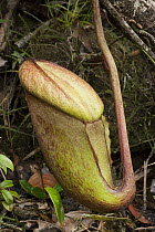 Giant pitcher plant (Nepenthes rajah) unopened pitcher, Kinabalu National Park, Borneo, Malaysia