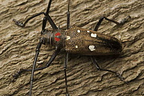 Longhorn beetle (Batocera sp), Indonesia