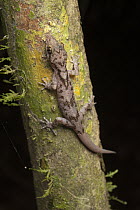 Bent-toed Gecko (Cyrtodactylus sp) on tree trunk, Indonesia
