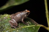 Cross Frog (Oreophryne sp), Indonesia