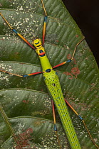 Stick Insect (Calvisia sp), Sarawak, Malaysia