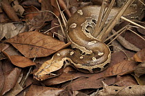 Borneo Short-tailed Python (Python breitensteini), Bintulu, Sarawak, Malaysia