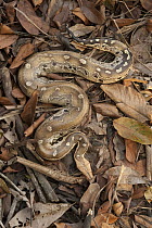 Borneo Short-tailed Python (Python breitensteini) camouflaged in leaf litter, Bintulu, Sarawak, Malaysia