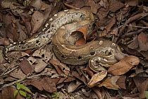 Borneo Short-tailed Python (Python breitensteini) camouflaged in leaf litter, Bintulu, Sarawak, Malaysia