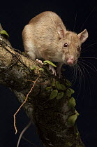 Rajah Spiny Rat (Maxomys rajah) albino individual, Bintulu, Sarawak, Malaysia