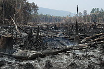 Slash-and-burn is a common forest clearing practice, Borneo, Malaysia