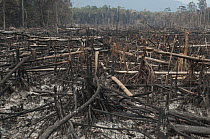Slash-and-burn is a common forest clearing practice, Borneo, Malaysia