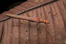 Stick Insect (Calvisia sp), Borneo, Malaysia