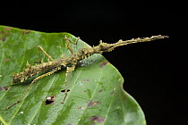 Stick Insect (Phenacephorus sp) mimicking a moss-covered branch, Borneo, Malaysia