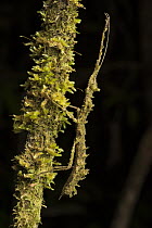 Stick Insect (Phenacephorus sp) mimicking a moss-covered branch, Borneo, Malaysia