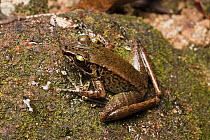 True Frog (Meristogenys whiteheadi), Hose Mountains, Borneo, Malaysia
