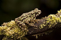 Marbled Tree Toad (Pedostibes rugosus) camouflaged on branch, Hose Mountains, Borneo, Malaysia