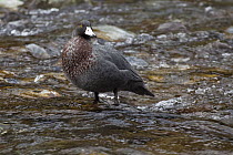 Blue Duck (Hymenolaimus malacorhynchos) standing in shallow stream, Hollyford River, Fiordland National Park, South Island, New Zealand