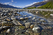 Gneiss stones streaked with quartz on riverbank, Makarora River, Otago, New Zealand
