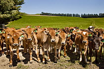 Domestic Cattle (Bos taurus) inquisitive Jersey calves with ear tags, Canterbury, New Zealand
