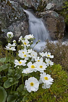 Great Mountain Buttercup (Ranunculus lyallii) flowering beside upper Whitcombe River, Canterbury, New Zealand