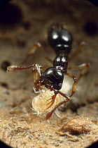 Ant (Thaumatomyrmex sp) worker using her long-toothed mandibles to hold her bristly millipede prey while she strips off its hairs before eating, Tiputini, Ecuador