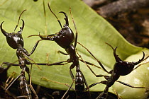 Driver Ant (Dorylus nigricans) trail guards in defensive position, Ghana