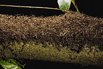 Driver Ant (Dorylus sp) emigration is being staged beneath this protective envelope of aggressive workers, Gabon